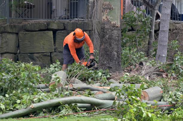 Best Tree Cutting Near Me  in Robinson, TX